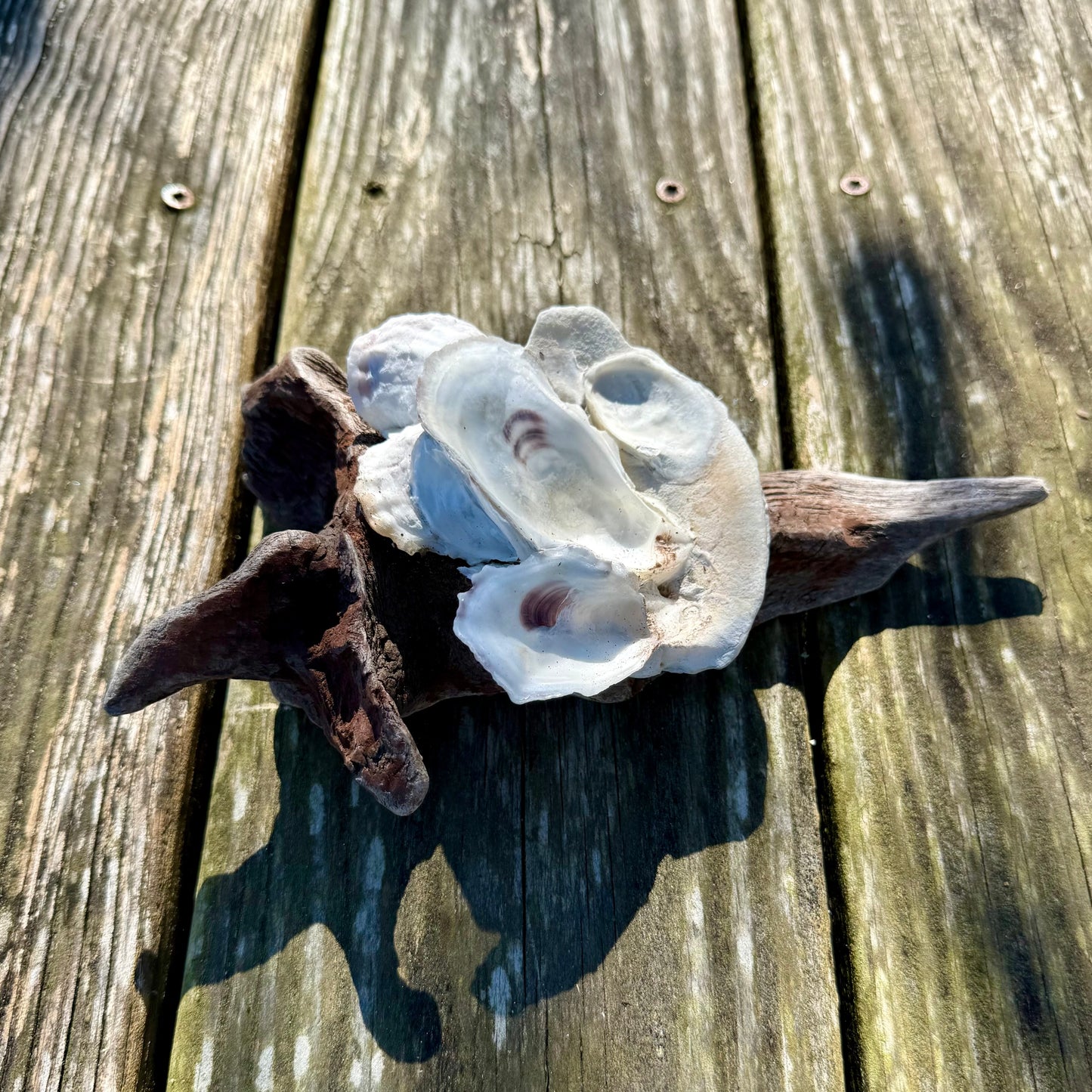 Driftwood Oyster Clusters by Allyson Gray Edwards