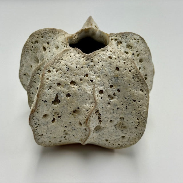 Small Natural Luffa - Decorative Tabletop Object