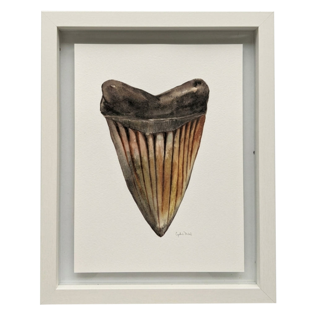 FRAMED SHARK TOOTH ORIGINAL IV by Cynthia Diehl