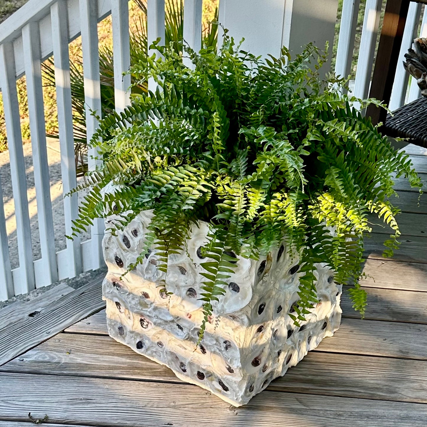 Oyster Square Planters by Allyson Gray Edwards