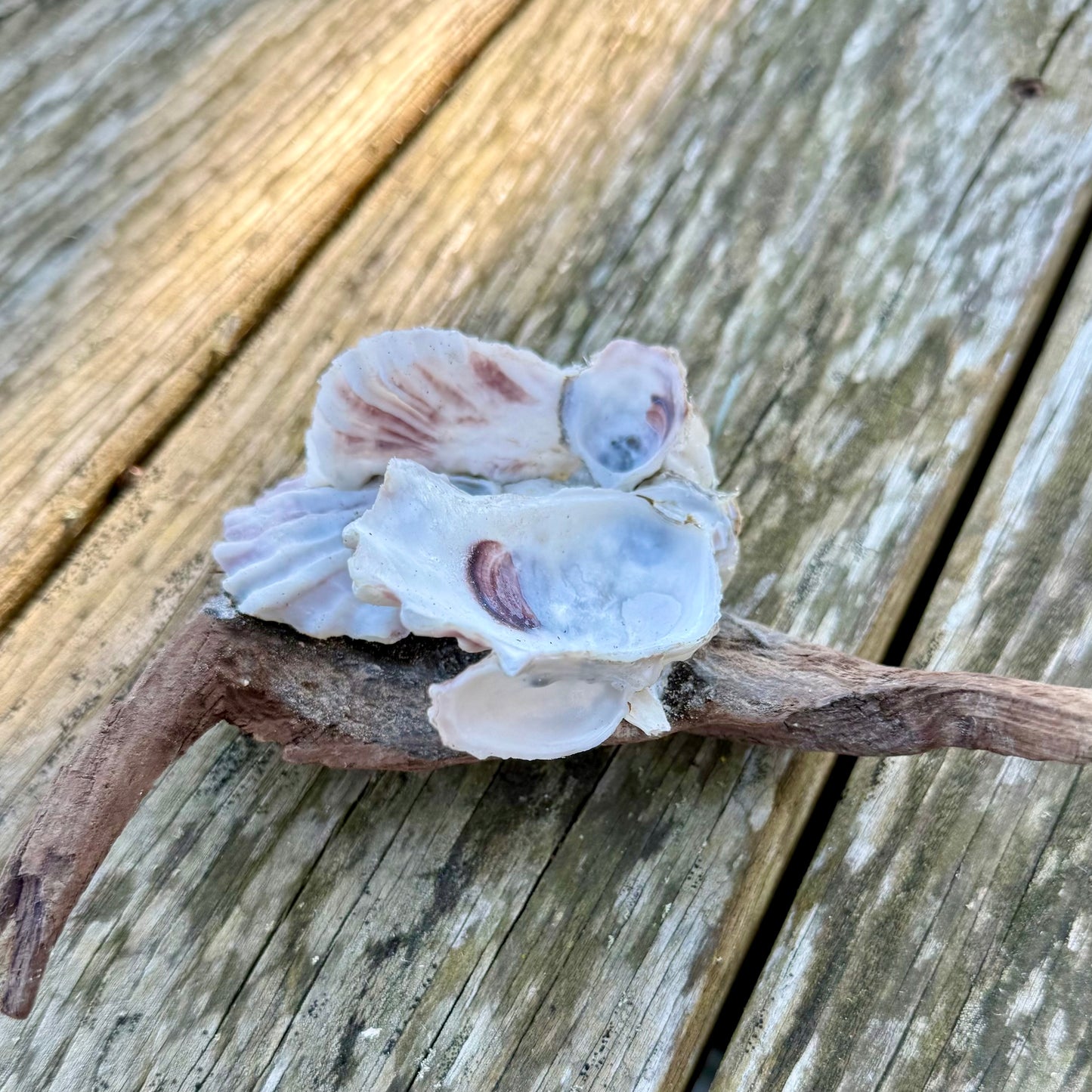 Driftwood Oyster Clusters by Allyson Gray Edwards
