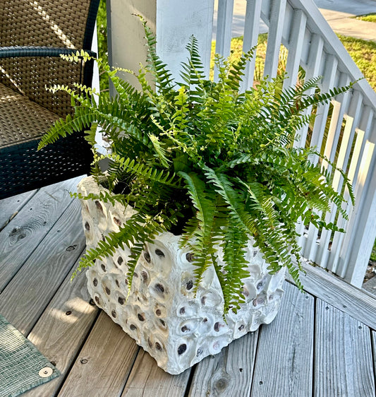 Oyster Square Planters by Allyson Gray Edwards