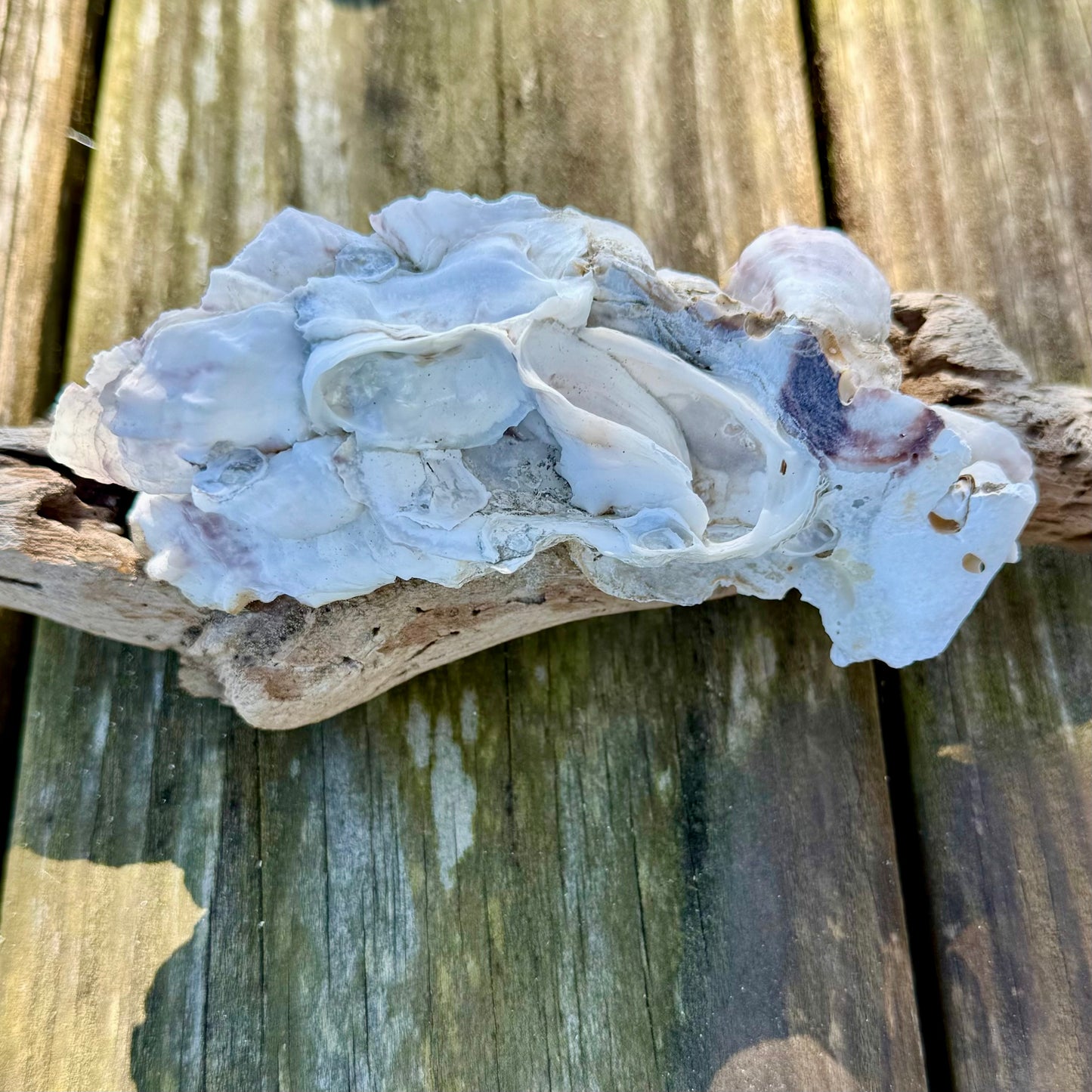 Driftwood Oyster Clusters by Allyson Gray Edwards