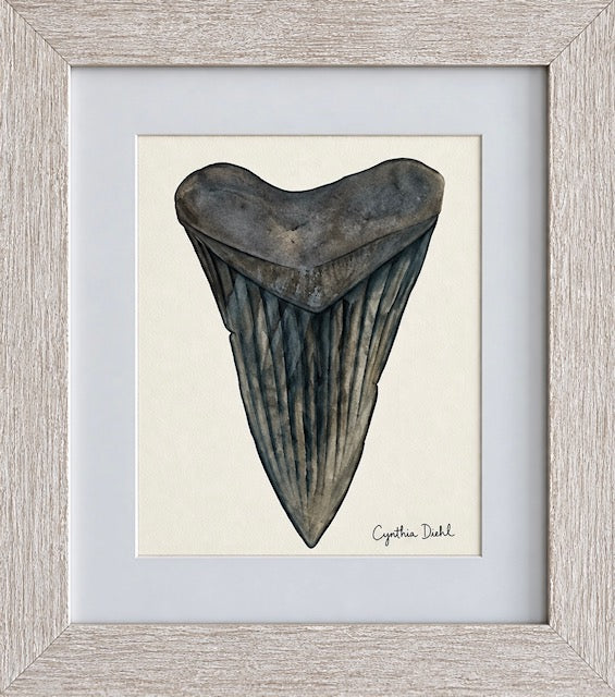 “Shark Tooth Original” by Cynthia Diehl