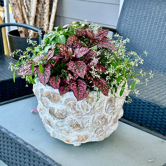 Oyster Round Planter by Allyson Gray Edwards
