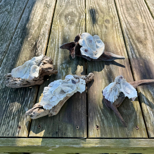 Driftwood Oyster Clusters by Allyson Gray Edwards