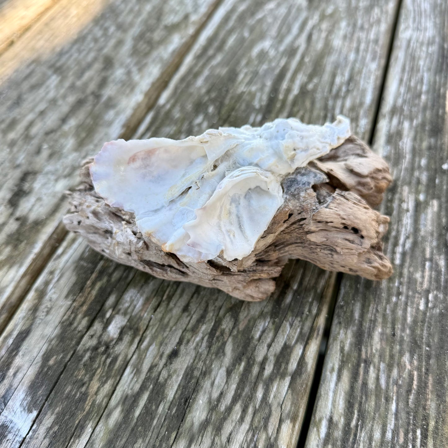 Driftwood Oyster Clusters by Allyson Gray Edwards