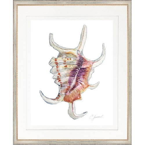 Shell Giclée Print by Charles Leonard