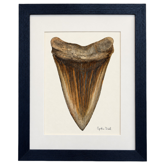 “Shark Tooth Original” by Cynthia Diehl
