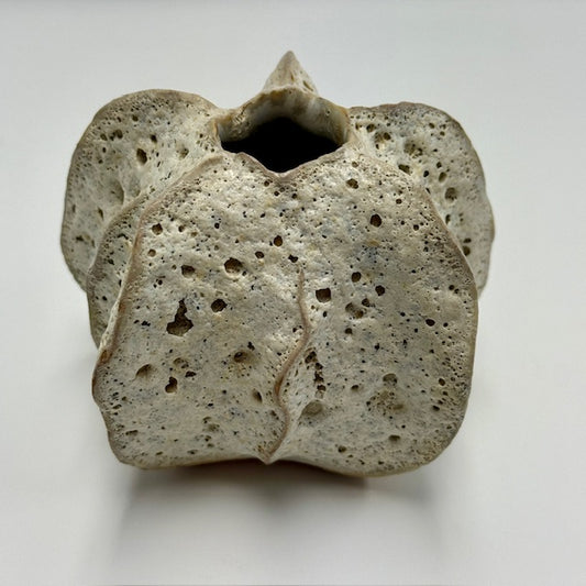 Small Natural Luﬀa - Decorative Tabletop Object