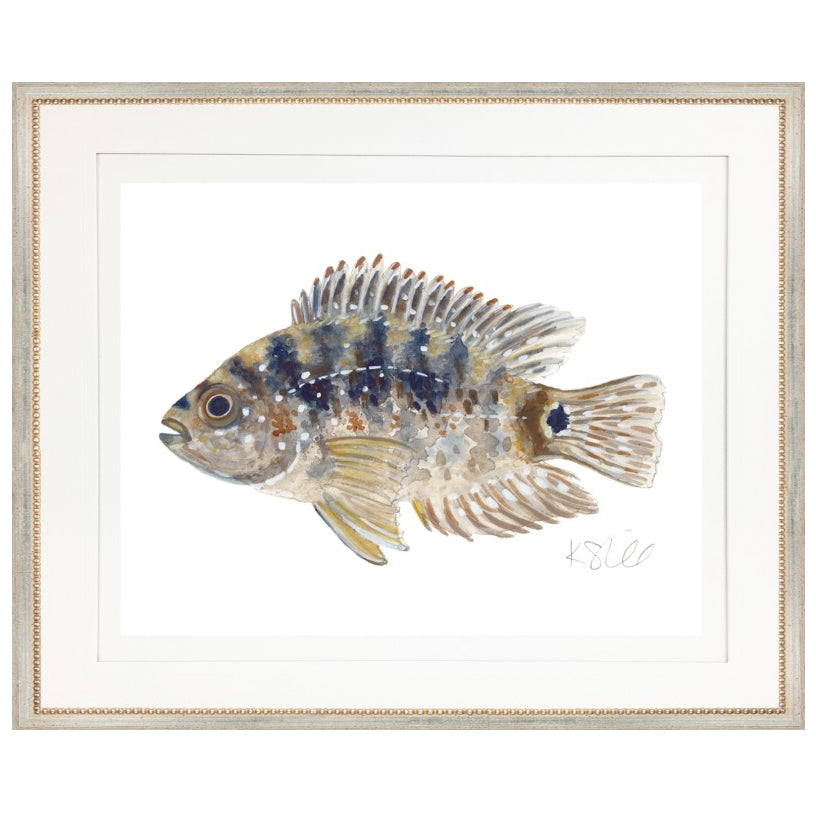 FISH IV Giclee Print by Kate Sherrill