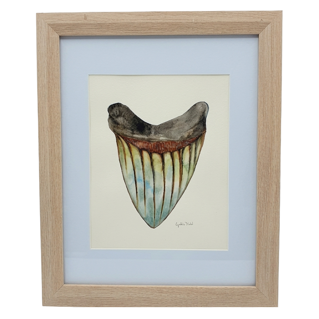 FRAMED SHARK TOOTH ORIGINAL I by Cynthia Diehl