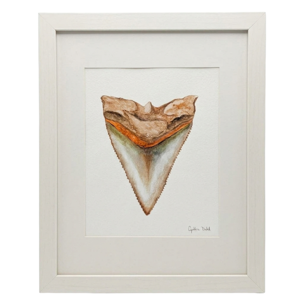 FRAMED SHARK TOOTH ORIGINAL II by Cynthia Diehl