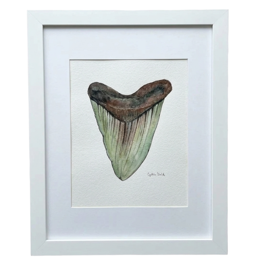FRAMED SHARK TOOTH ORIGINAL III by Cynthia Diehl
