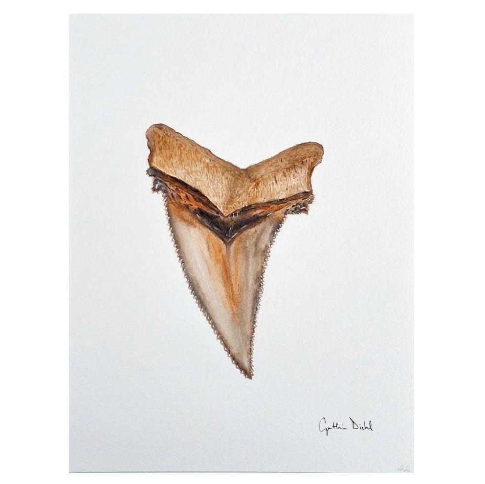 SHARK TOOTH ORIGINAL III by Cynthia Diehl