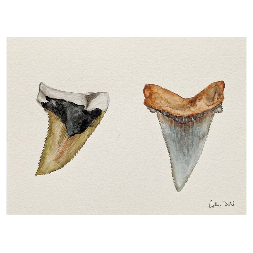 SHARK TOOTH ORIGINAL IV by Cynthia Diehl