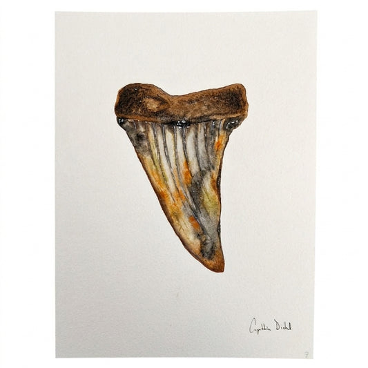 SHARK TOOTH ORIGINAL V by Cynthia Diehl