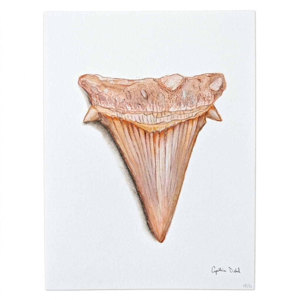 SHARK TOOTH ORIGINAL VI by Cynthia Diehl