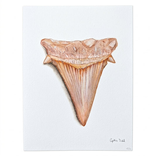 SHARK TOOTH ORIGINAL VI by Cynthia Diehl