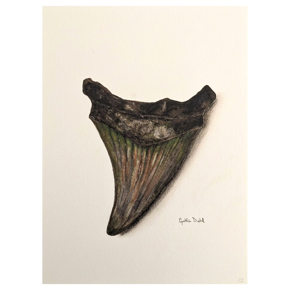 SHARK TOOTH ORIGINAL II by Cynthia Diehl