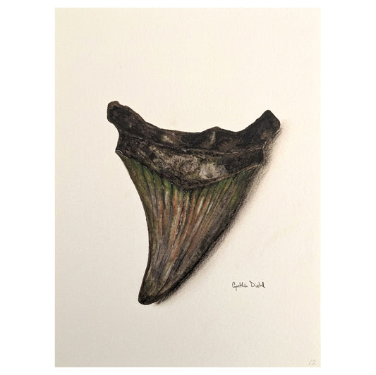 SHARK TOOTH ORIGINAL II by Cynthia Diehl